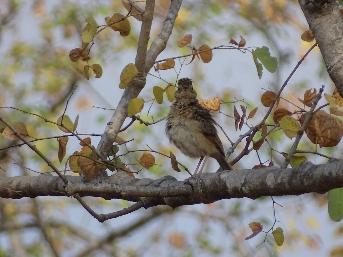 tanımsız Alaudidae sp. - ML616931085