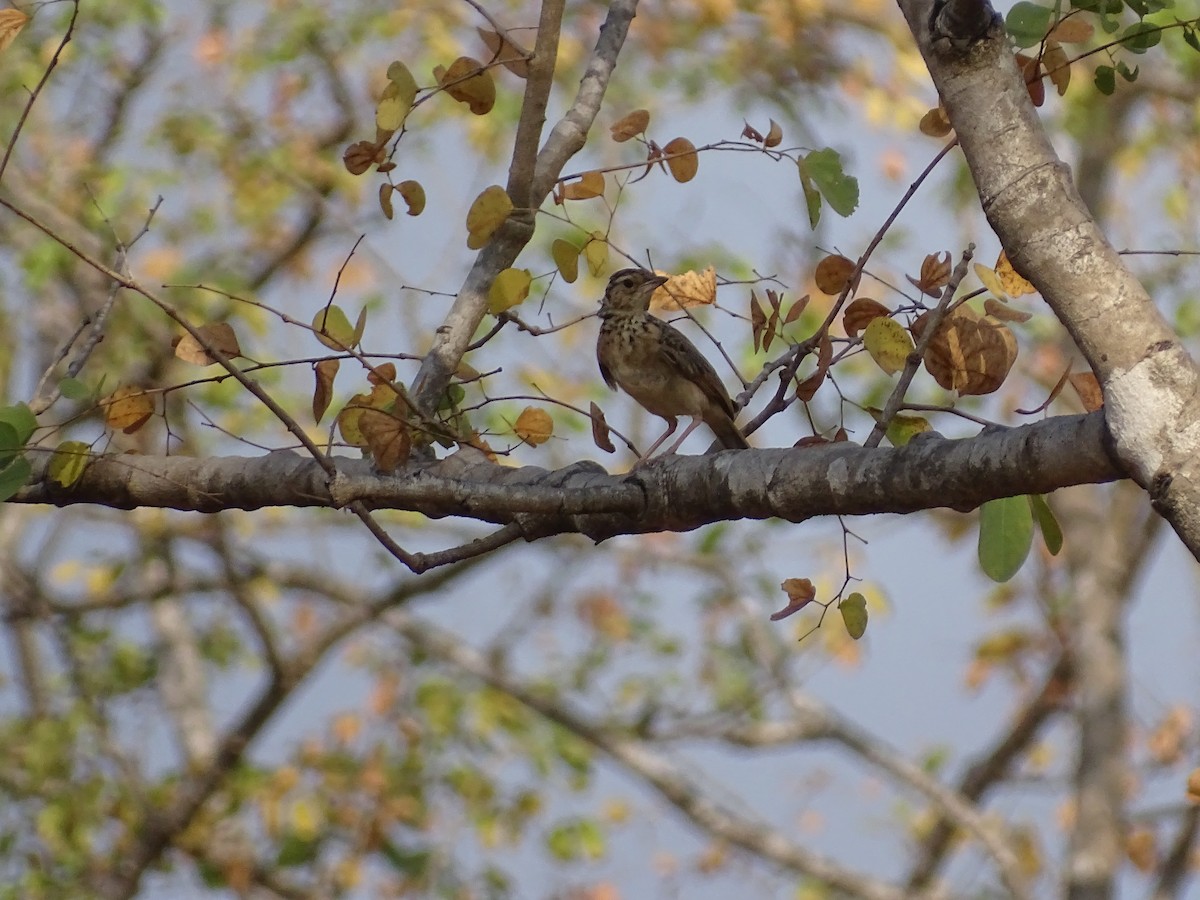 tanımsız Alaudidae sp. - ML616931087