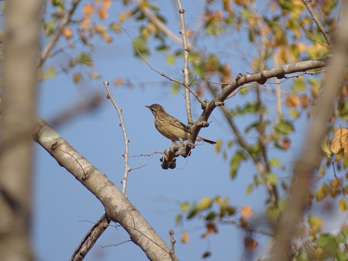 tanımsız Alaudidae sp. - ML616931088