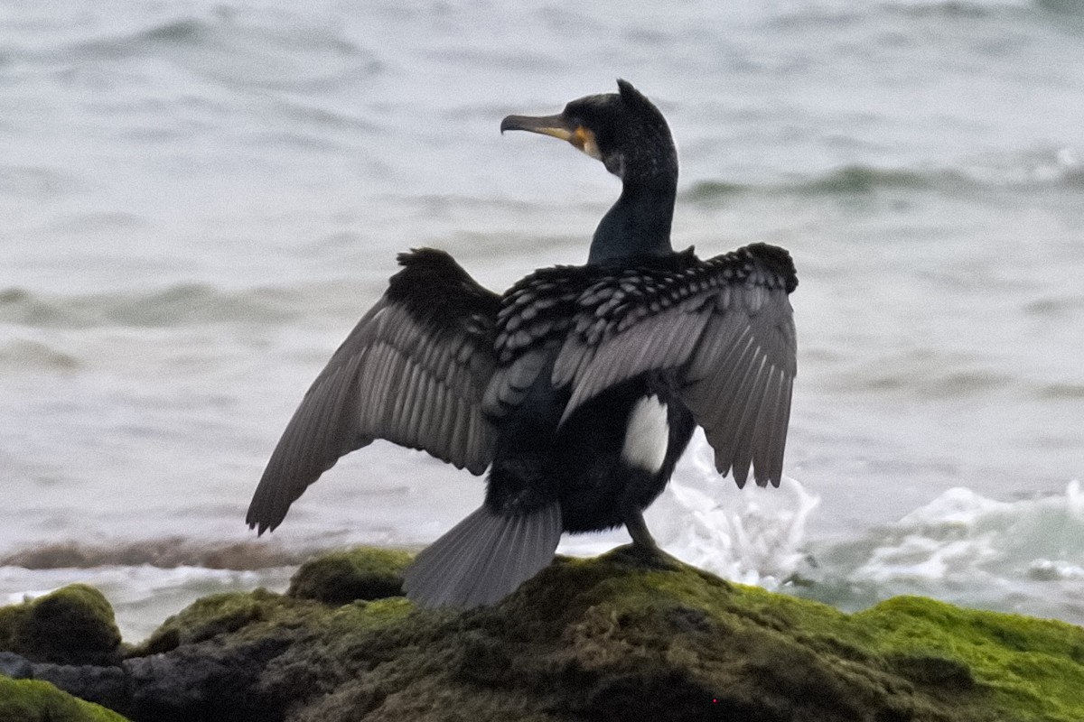 Great Cormorant - Bruce Kerr