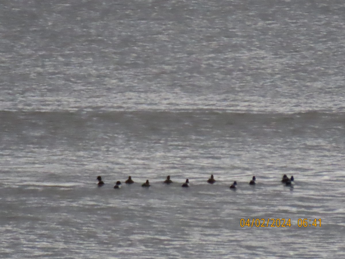 Ring-necked Duck - ML616931288