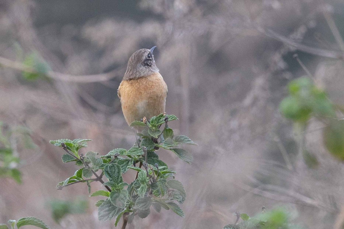 Siberian Stonechat - Samanvitha Rao