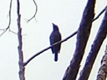 Lesser Cuckooshrike - ML616931336