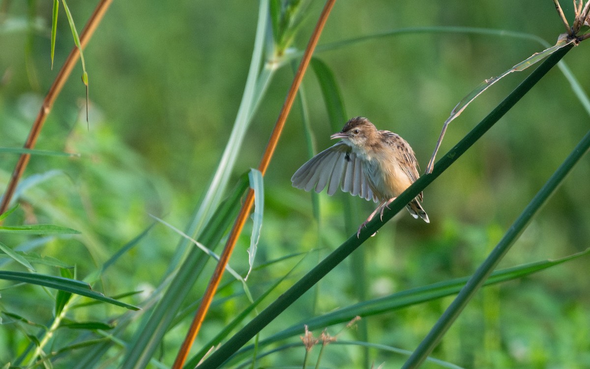 Zitting Cisticola - ML616931385