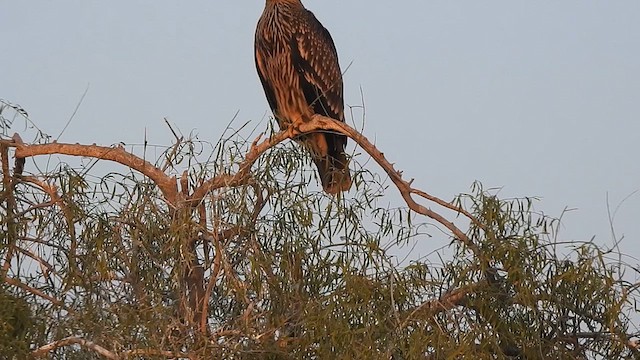 Kaiseradler - ML616931412