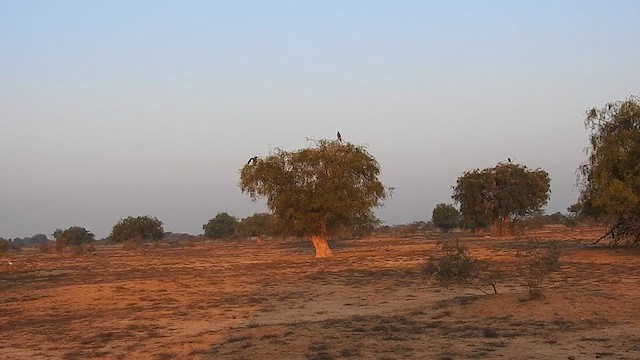 עיט שמש - ML616931413