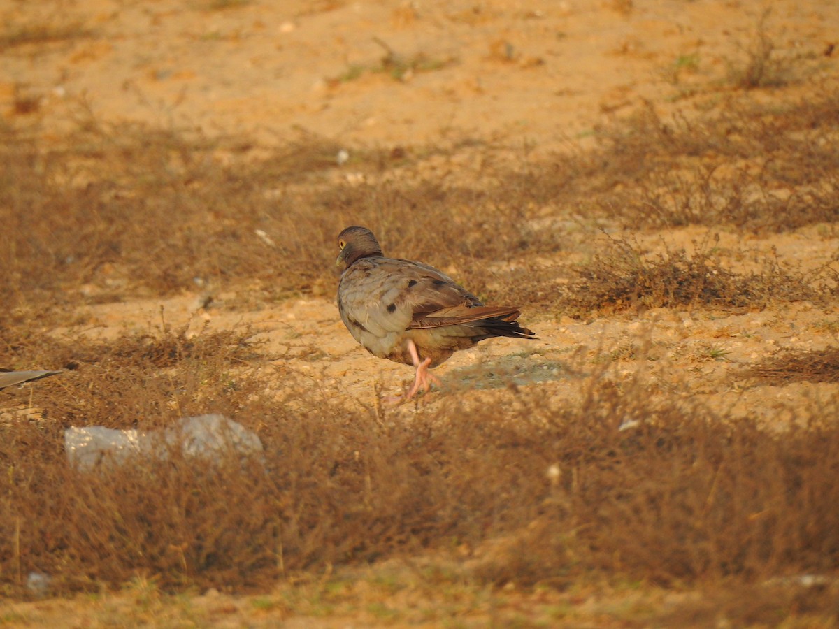 Yellow-eyed Pigeon - ML616931459