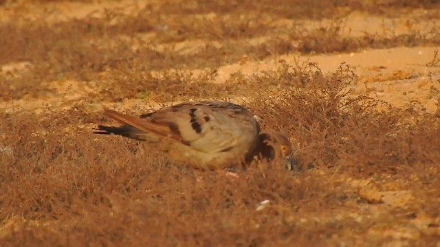 Yellow-eyed Pigeon - ML616931467