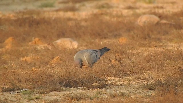 Хүрэвтэр тагтаа - ML616931468