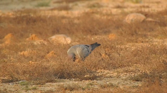 Yellow-eyed Pigeon - ML616931468