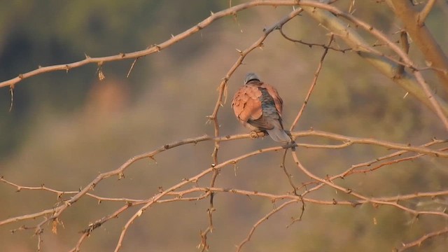 Red Collared-Dove - ML616931510