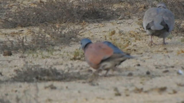 Red Collared-Dove - ML616931511