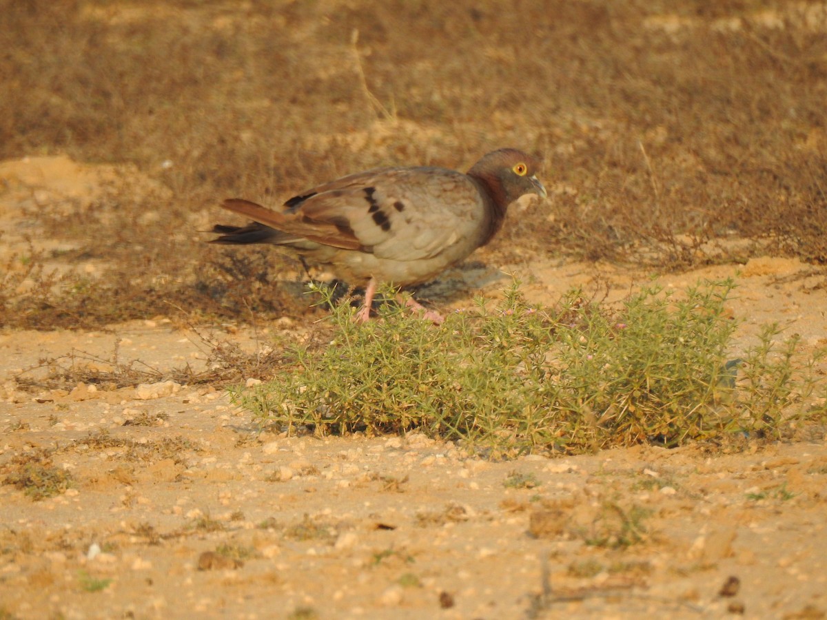 Yellow-eyed Pigeon - ML616931518