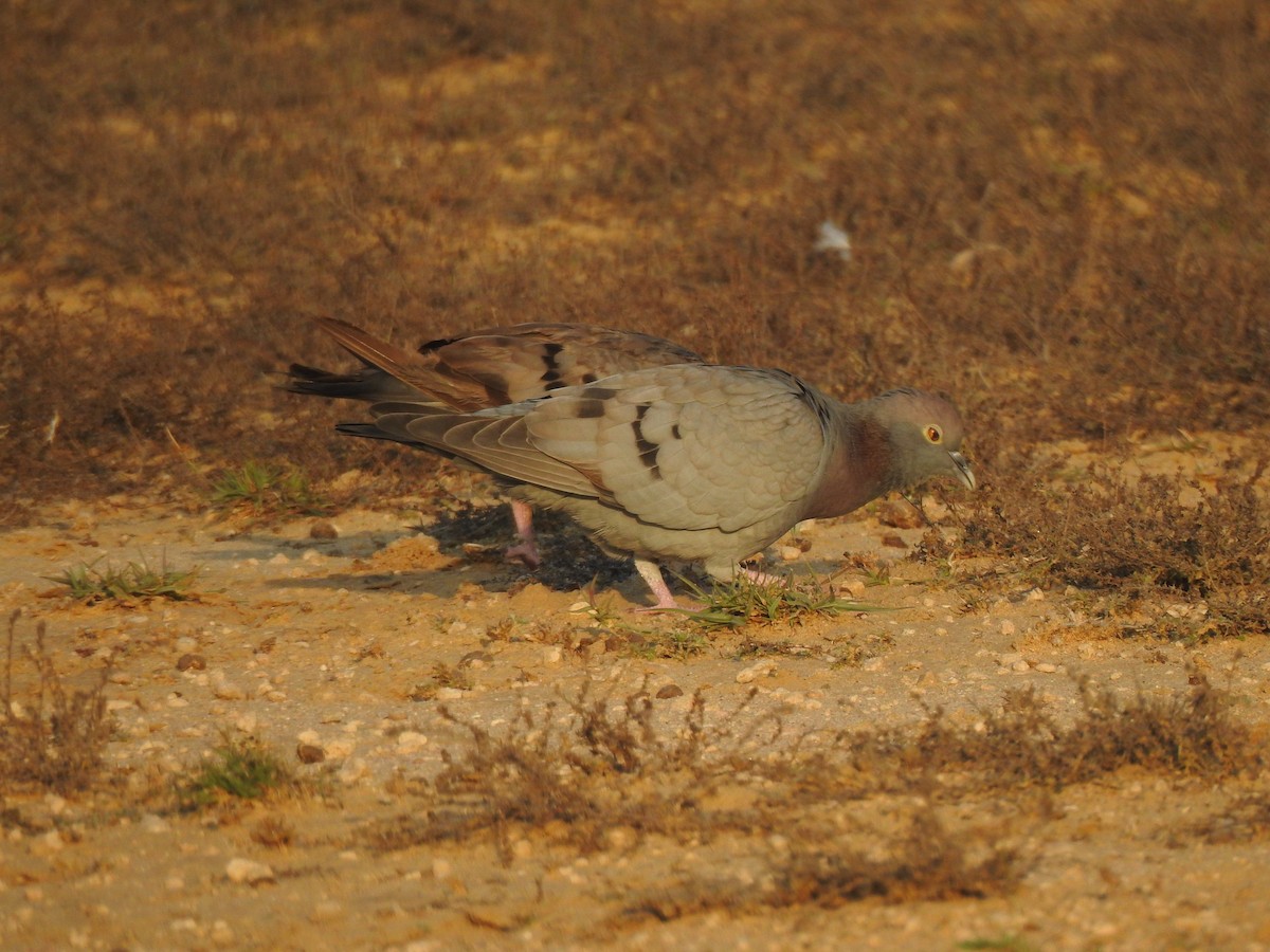 Yellow-eyed Pigeon - ML616931520