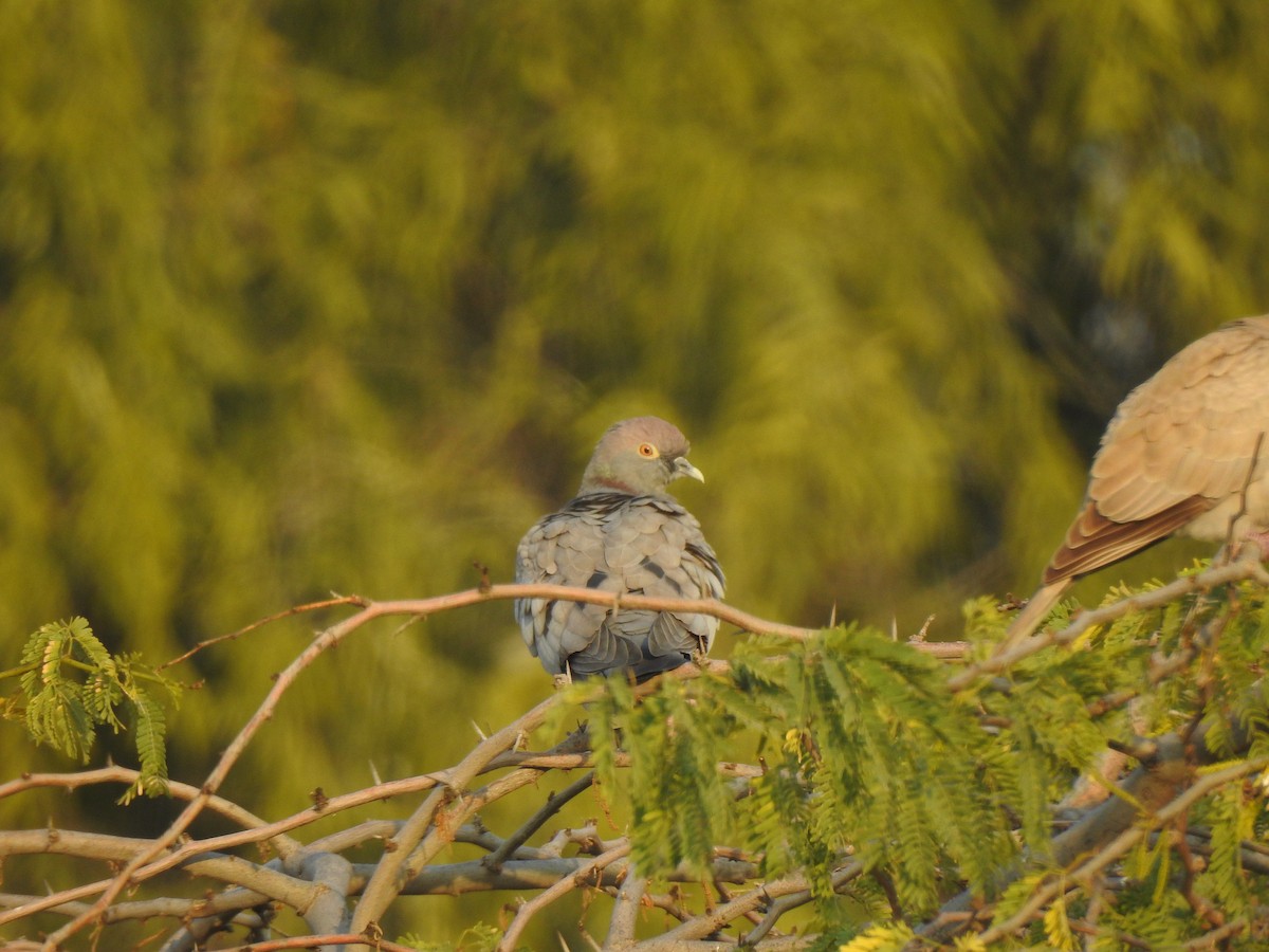 Yellow-eyed Pigeon - ML616931521