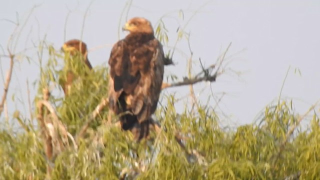 Steppe Eagle - ML616931552