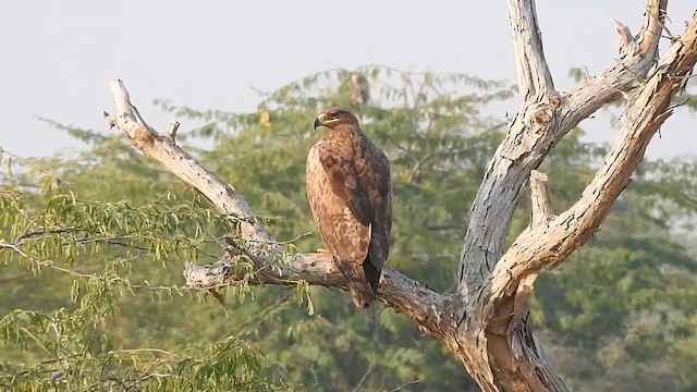 Steppe Eagle - ML616931554