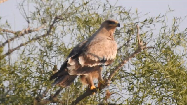 Steppe Eagle - ML616931559