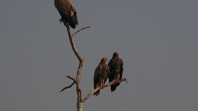 Águila Esteparia - ML616931568