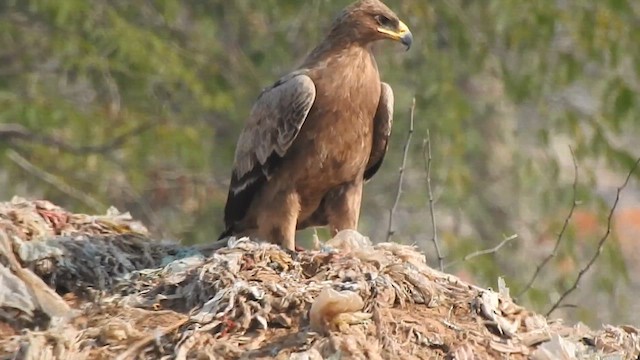 Steppe Eagle - ML616931577