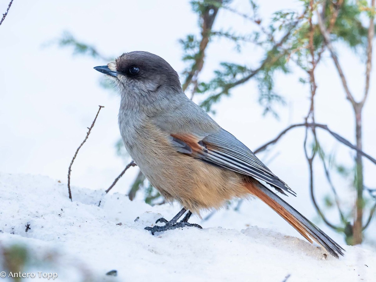 Siberian Jay - Antero Topp