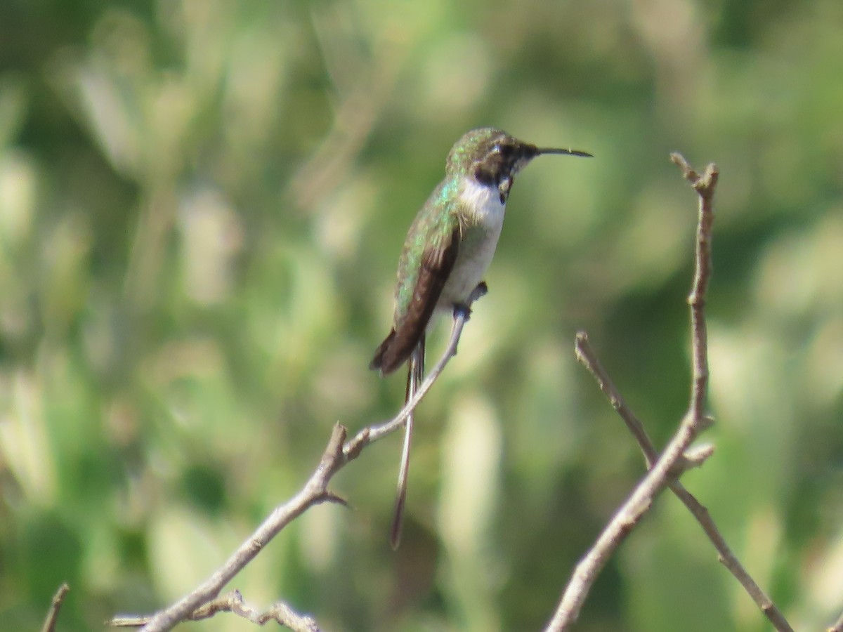 Peruvian Sheartail - ML616931598