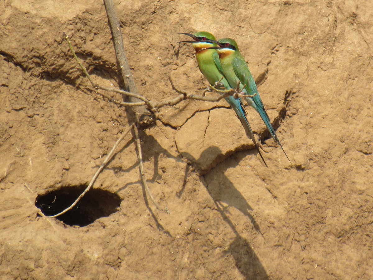 Blue-tailed Bee-eater - Kalaimani Ayuthavel
