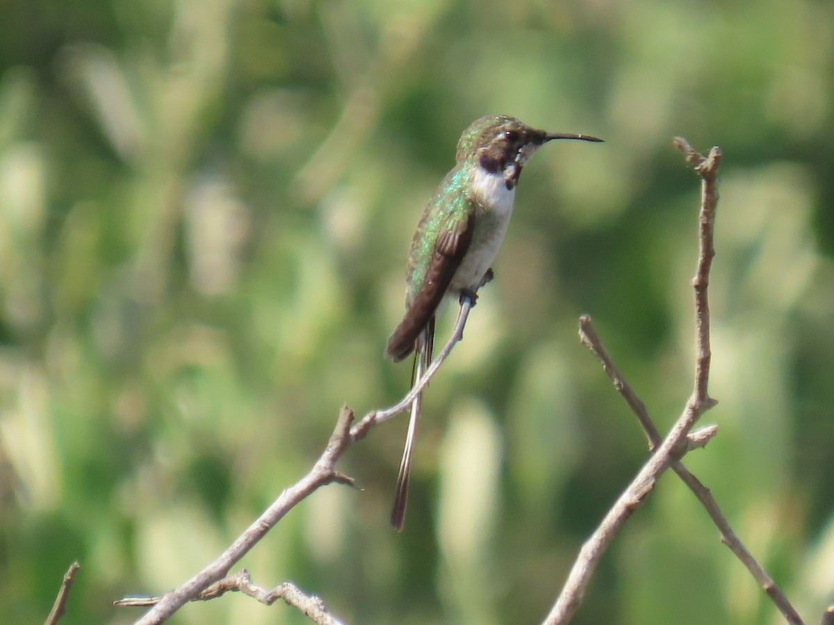 Peruvian Sheartail - ML616931621