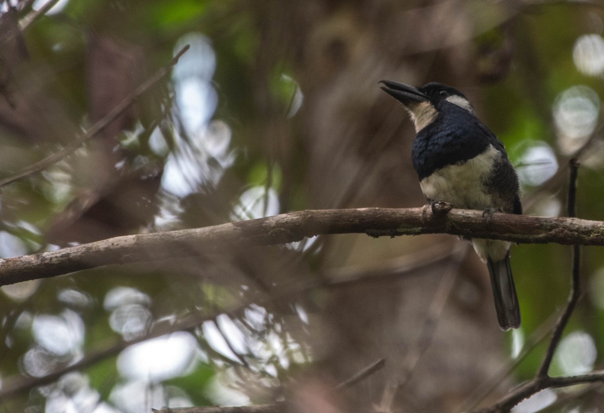 Black-breasted Puffbird - ML616931694