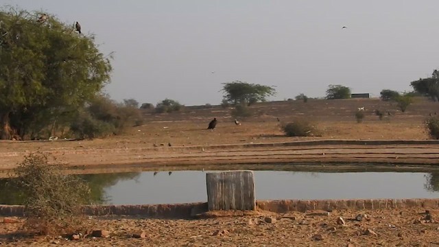 Cinereous Vulture - ML616931786