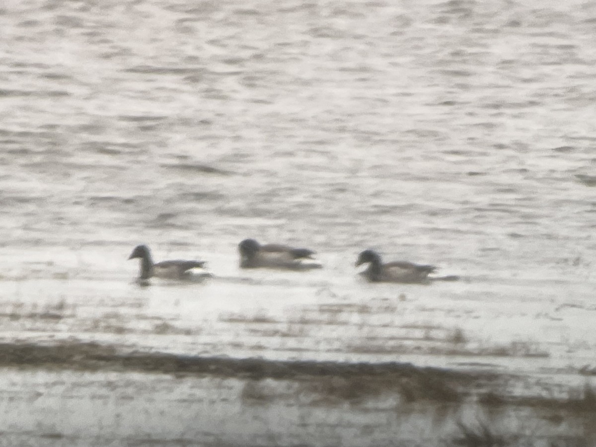 Brant (Atlantic) - ML616931788