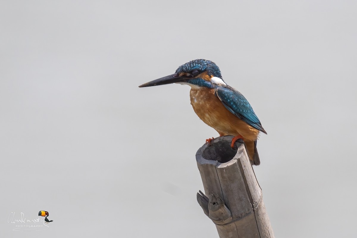 Common Kingfisher - Ah Heng