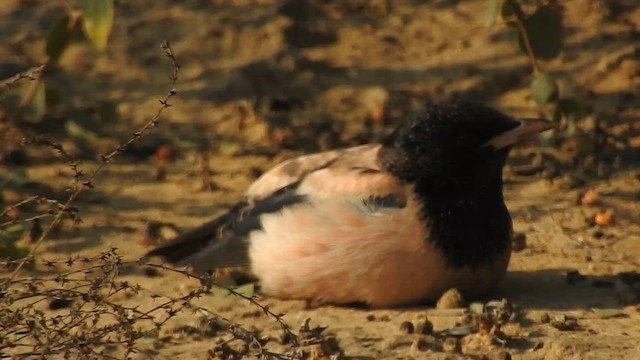 Rosy Starling - ML616931812