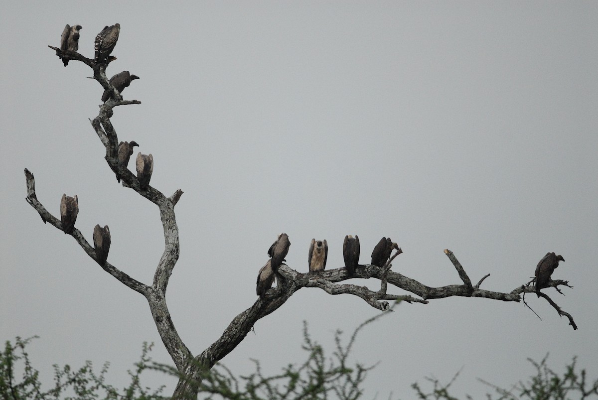 White-backed Vulture - ML616931814