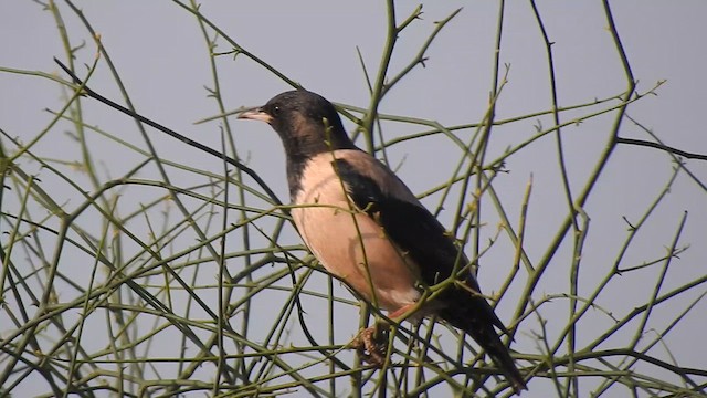 Rosy Starling - ML616931815