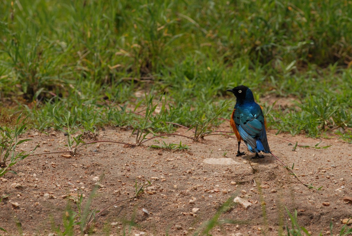 Superb Starling - Marek Stefunko