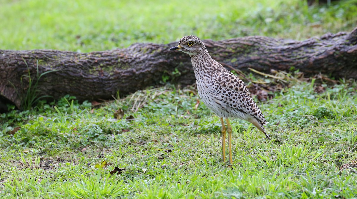 Spotted Thick-knee - ML616931827