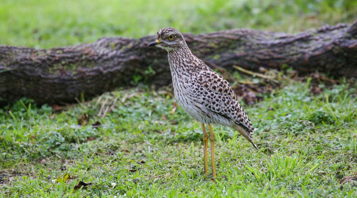 Spotted Thick-knee - ML616931829