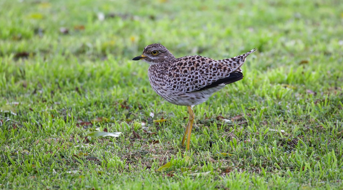 Spotted Thick-knee - ML616931830