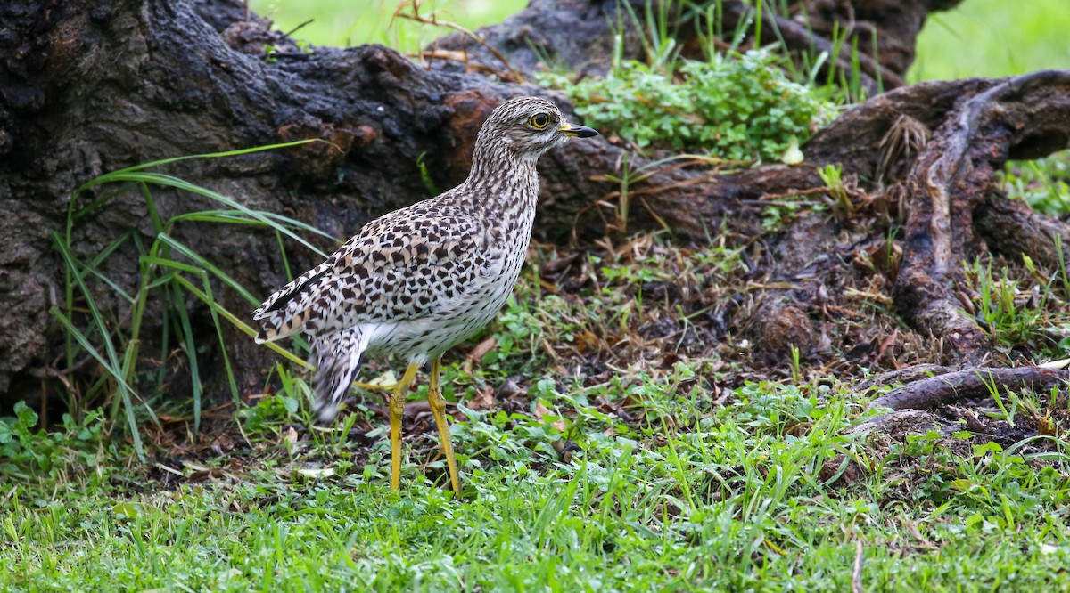 Spotted Thick-knee - ML616931832