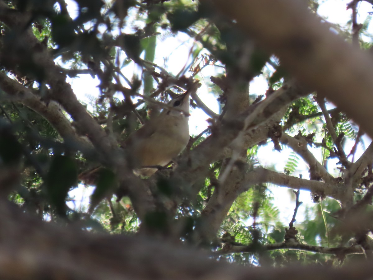 Superciliated Wren - ML616931841