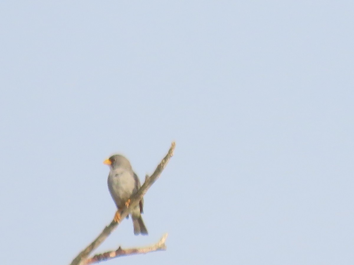 Cinereous Finch - Katherine Holland