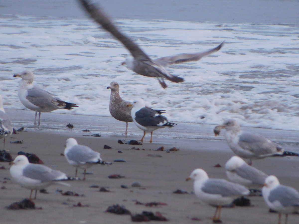 Lesser Black-backed Gull - ML616931868