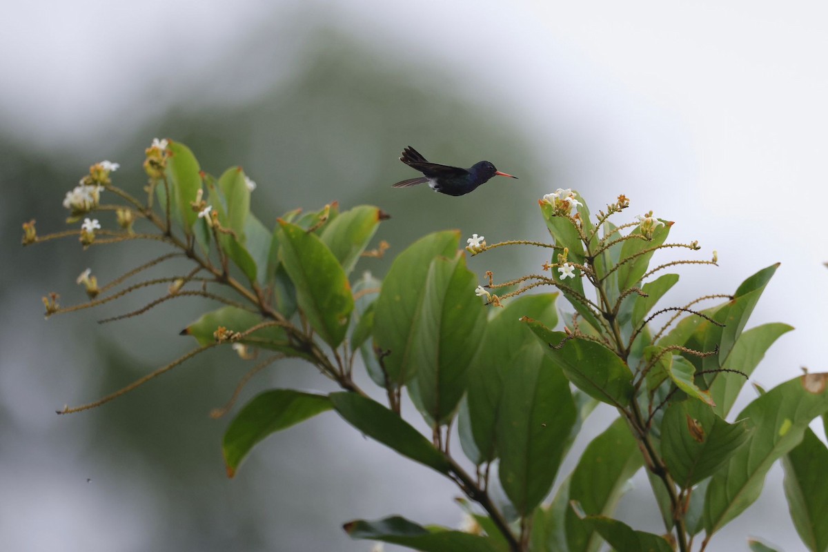 White-chinned Sapphire - ML616931885