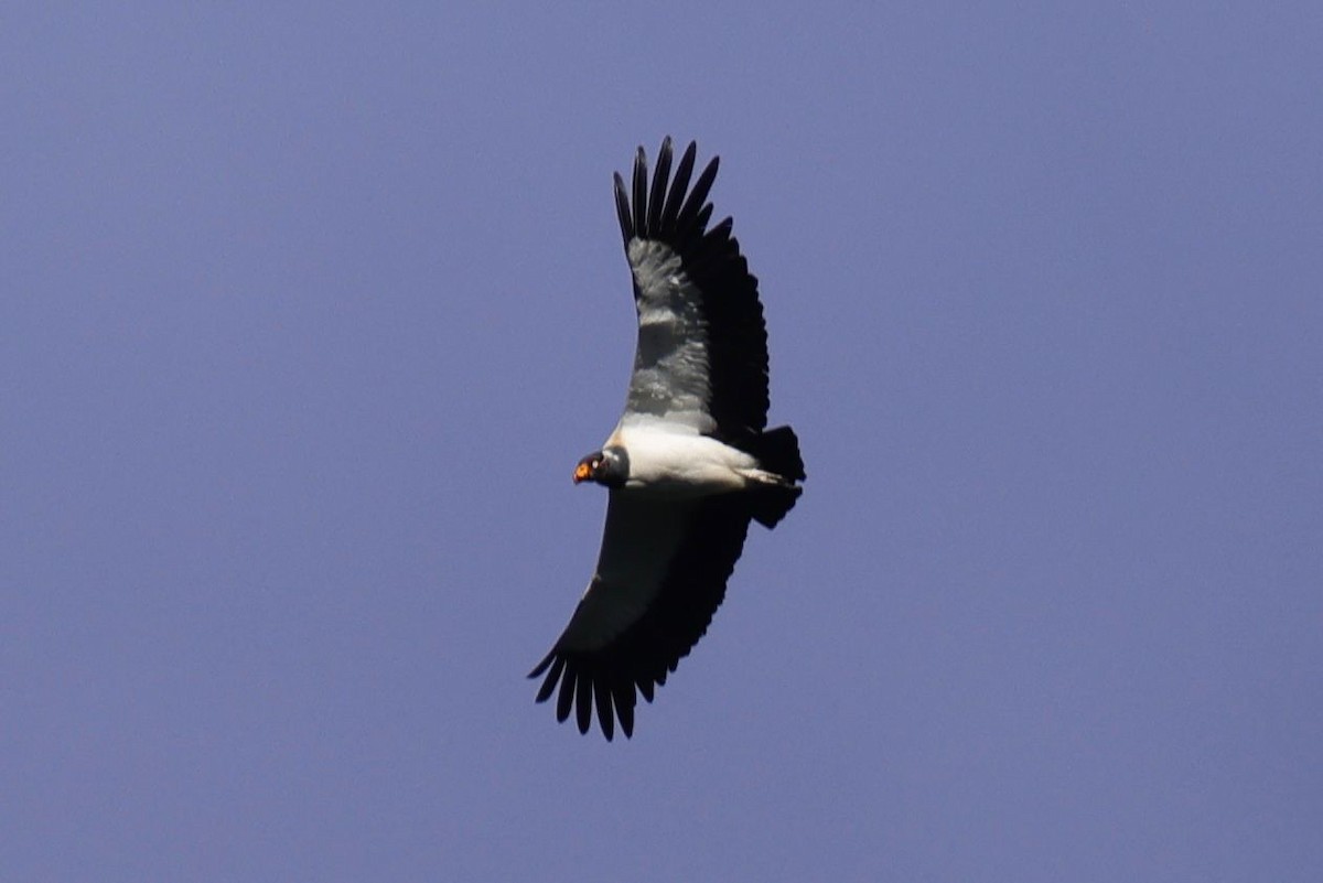 King Vulture - Jules Léotard