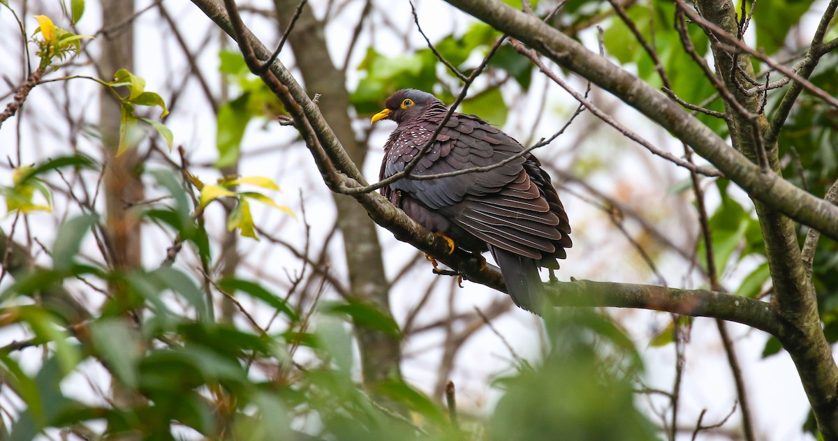 Pigeon rameron - ML616931925