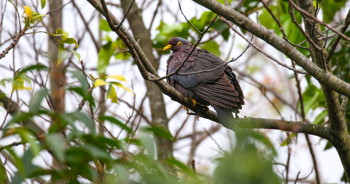 Pigeon rameron - ML616931926