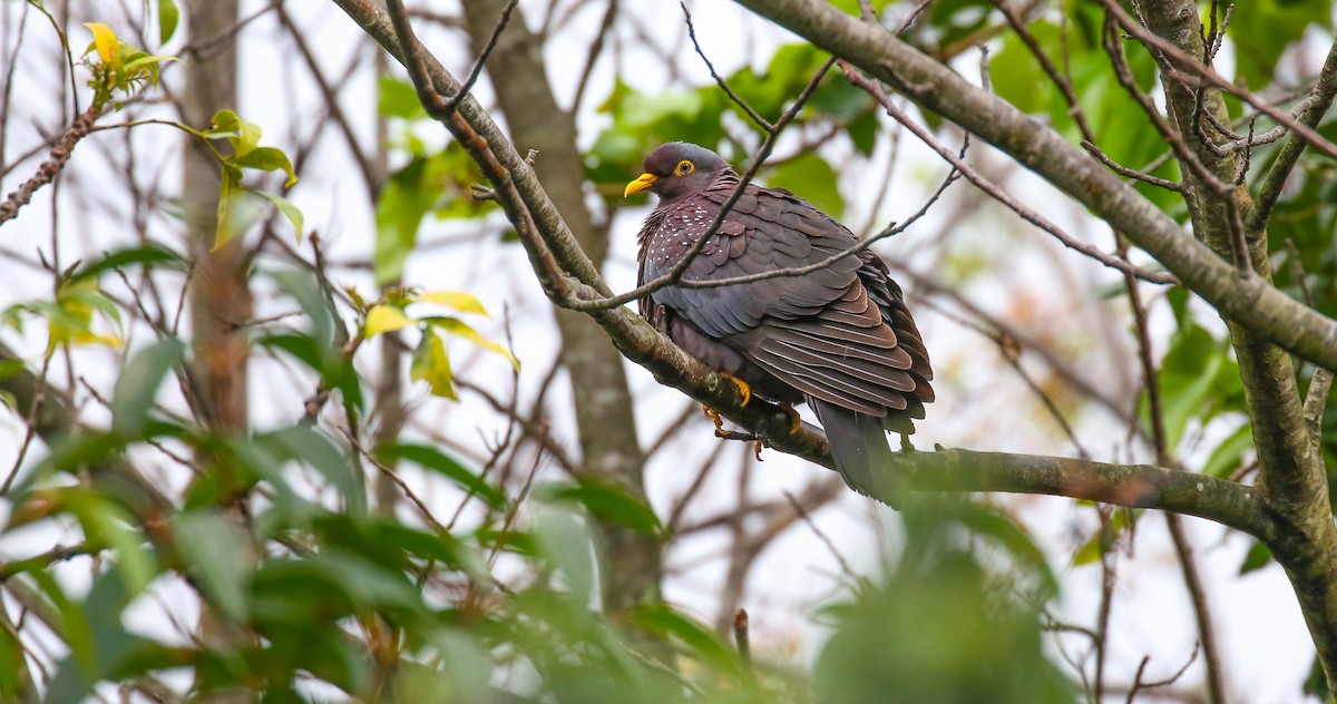 Pigeon rameron - ML616931927