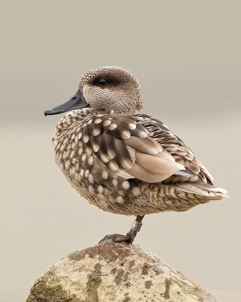 Marbled Duck - ML616931943