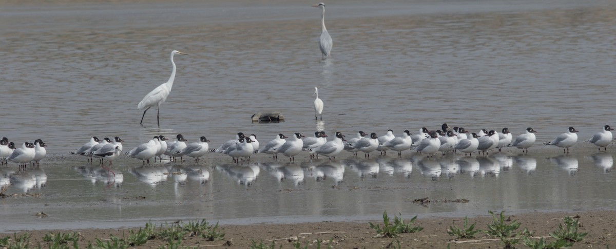 Relict Gull - Mingpan Huang